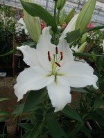 [5292 Bodyguard No02.JPG]